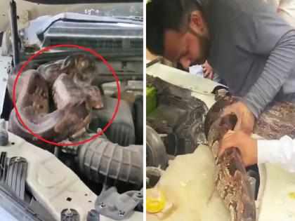 Prayagraj News Smoke coming from car; when bonnet was opened, a giant python came out | स्कार्पिओतून येऊ लागला धूर; बोनेट उघडताच बसला धक्का, आतून निघाला महाकाय अजगर