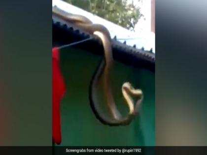 Snakes fight never seen before courtship in snakes naag naagin shocking video | VIDEO : घराच्या छतावर नाग-नागीण मिलनात हरवले, व्हायरल झाला व्हिडीओ