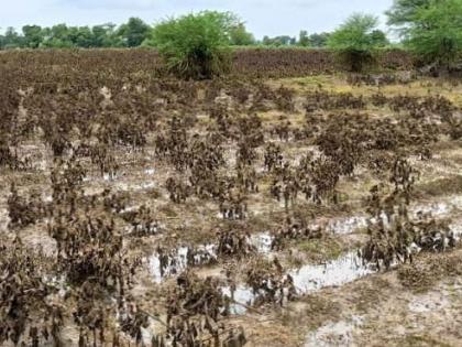 Floods recede in Gadchiroli, now the challenge is to prevent the disease | गडचिरोलीत पूर ओसरला, आता रोगराई रोखण्याचे आव्हान