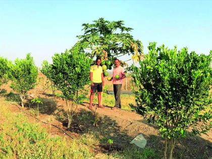 The soldier blossomed in rocky soil | माजी सैनिकाने खडकाळ जमिनीत फुलविले माळरान