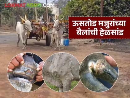 Snoring, lumpy disease on the rise; Officials not coming for vaccination, bullocks of sugarcane workers are being harassed | खुरकत, लम्पी आजाराचे थैमान; लसीकरणासाठी अधिकारी येईना, ऊसतोड मजुरांच्या बैलांची हेळसांड Snoring, lumpy disease on the rise; Officials not coming for vaccination, bullocks of sugarcane workers are being harassed | खुरकत, लम्पी आजाराचे थैमान; लसीकरणासाठी अधिकारी येईना, ऊसतोड मजुरांच्या बैलांची हेळसांड