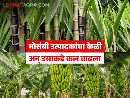 The area of Mosambi has decreased in Partur taluka; The expected price is not there and the farmers are suffering due to the increase in production costs. | परतूर तालुक्यात मोसंबीचे क्षेत्र घटले; अपेक्षित दर नाही त्यात उत्पादन खर्च वाढल्याने शेतकऱ्यांची पाठ The area of Mosambi has decreased in Partur taluka; The expected price is not there and the farmers are suffering due to the increase in production costs. | परतूर तालुक्यात मोसंबीचे क्षेत्र घटले; अपेक्षित दर नाही त्यात उत्पादन खर्च वाढल्याने शेतकऱ्यांची पाठ