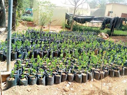 Up to 6.50 lakh seedlings will be planted in pen | पेणमध्ये ६.५० लाखांच्या वर रोपांची होणार लागवड