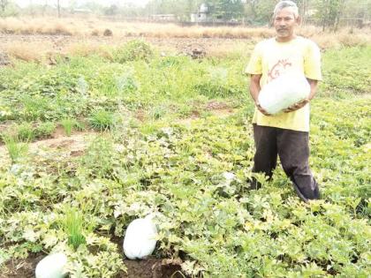 Record crop in seven acres; Successful use of farmer in Male | सात एकरमध्ये विक्रमी पीक; माले येथील शेतकऱ्याचा यशस्वी प्रयोग