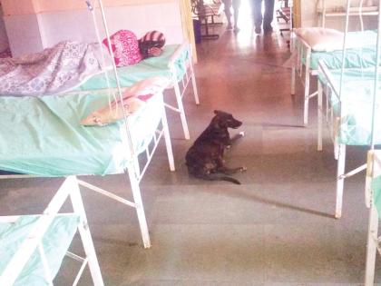 Ram Bharosw of Pallawadi Health Center; Lonely animals at home | पितळवाडी आरोग्य केंद्र रामभरोसे; निवासस्थानात मोकाट जनावरांचा वावर