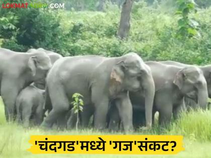 If 'that' herd of twelve elephants enters Chandgad taluka, it could cause a big crisis! Farmers worried | बारा हत्तींचा 'तो' कळप चंदगड तालुक्यात शिरला तर घोंगावू शकते मोठे संकट! शेतकरी हवालदिल If 'that' herd of twelve elephants enters Chandgad taluka, it could cause a big crisis! Farmers worried | बारा हत्तींचा 'तो' कळप चंदगड तालुक्यात शिरला तर घोंगावू शकते मोठे संकट! शेतकरी हवालदिल