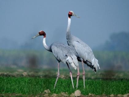 Stork Conservation Committee for Gondia, Chandrapur, Bhandara | गोंदिया, चंद्रपूर, भंडारासाठी सारस संवर्धन समिती