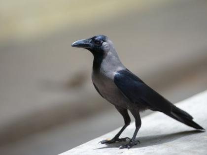 Crows caw.. caw...couldn't hear it; The number decreased due to deforestation | कावळ्यांची काव.. काव...ऐकूच येईना; वृक्षतोडीमुळे संख्या घटली