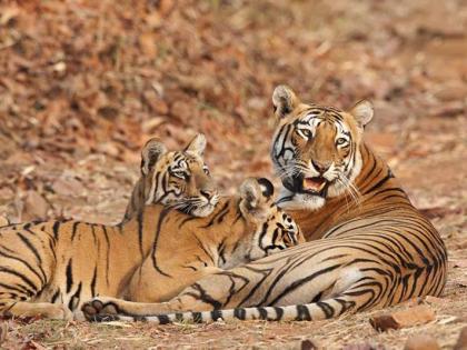 Tigress and two cubs were found near an urban settlement near Nagpur | नागपूरलगतच्या नागरी वस्तीनजीक आढळले वाघीण व दाेन बछडे