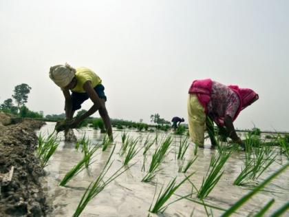 ‘No tension’ of sowing to farmers; Sow cotton and soybeans till July 16! | शेतकऱ्यांनाे पेरणीचे ‘नाे टेन्शन’; कापूस, साेयाबीन पेरणी १६ जुलैपर्यंत करा!