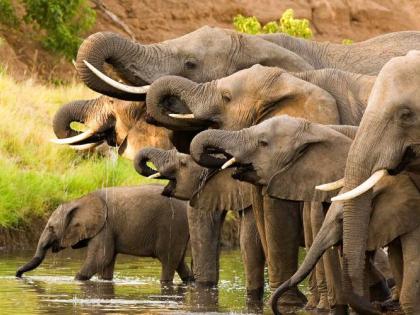 Elephant herd arrives in Gadchiroli district from Chhattisgarh | हत्तींचा कळप छत्तीसगडमधून गडचिरोली जिल्ह्यात दाखल