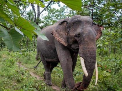 Six elephants from Tadoba left for Gujarat | ताडोबातील सहा हत्ती निघाले गुजरातला