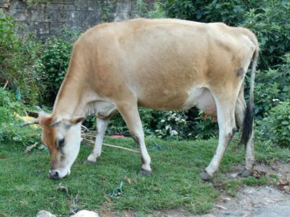 Cow dies due to explosion of unknown object in mouth | अज्ञात वस्तूचा तोंडात स्फोट झाल्याने गाईचा मृत्यू