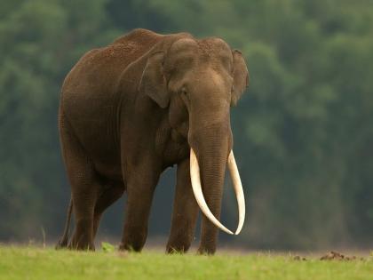 Radha-Krishna Trust's intervention application on elephant relocation in Gadchiroli | गडचिरोलीतील हत्ती स्थानांतरणावर राधा-कृष्ण ट्रस्टचा हस्तक्षेप अर्ज