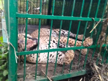 A Leopard Capture at Khed Taluka | खेड तालुक्यातील साबळेवस्तीत अनेक दिवसांपासून धुमाकूळ घालणारा बिबट्या अखेर जेरबंद