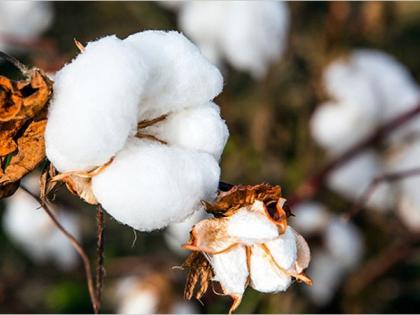 For cotton growers, 'no tension' despite low rainfall in first phase | कापूस उत्पादकांनाे, पहिल्या टप्प्यात पाऊस कमी झाला तरी ‘नो टेन्शन’