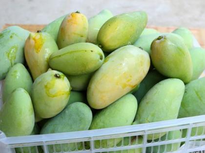 Ethylene spray will now be used to grow mangoes | आता आंबा पिकविण्यासाठी होणार ‘इथेलीन स्प्रे’चा वापर