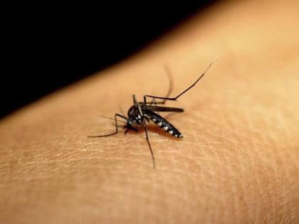 Mosquito infestation increased in Nagpur; Citizens suffer | नागपुरात डासांचा त्रास वाढला; नागरिक त्रस्त