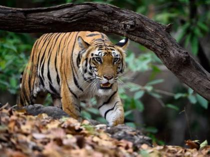 Tiger projects are the main reason for the ban on tourism in Care Zone | काेअर झाेनमधील पर्यटनबंदीला व्याघ्र प्रकल्पांचाच खाेडा