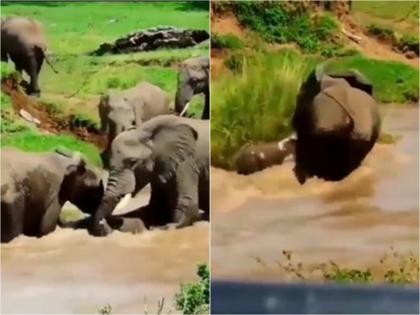 An elephant calf was carried in the river; The mother saved it; Watch the video and you too will salute | नदीत वाहून चाललं होतं हत्तीचं पिल्लू; आईनं असं वाचवलं; Video पाहून तुम्हीही सॅल्यूट कराल 