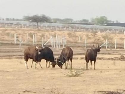 Extremely shy animal in city wild animal cows in Supe area of Baramati | अत्यंत लाजाळू प्राणी रानगवा फिरतोय शहरात; बारामतीच्या सुपे परिसरात गव्यांचे दर्शन