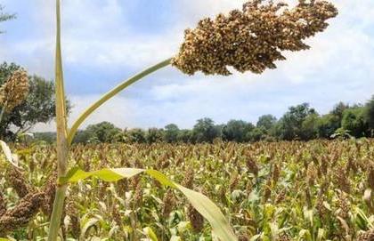 Rabbi crops only 60% of the area | राज्यात केवळ ६० टक्के क्षेत्रावर रब्बी पिके