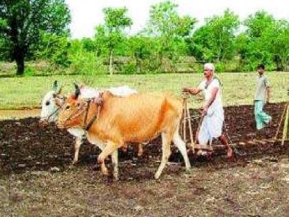 Drought on Rabi season; Planted on half a lakh hectares in Satara | रब्बीवर दुष्काळाचे सावट; साताऱ्यात सव्वा लाख हेक्टरवर पेर, पेरणी किती..जाणून घ्या