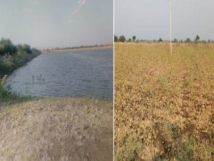 The area of Rabbi in Nandurbar will be reduced by half | नंदुरबारात रब्बीचे क्षेत्र यंदा निम्मेने घटणार The area of Rabbi in Nandurbar will be reduced by half | नंदुरबारात रब्बीचे क्षेत्र यंदा निम्मेने घटणार