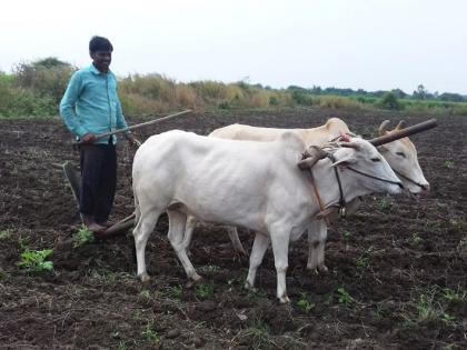 Sender for Thane District Rabi Season; A lot of production of gram, wal, cow! | ठाणे जिल्हा रब्बी हंगामासाठी पाेषक; हरभरा, वाल, चवळीच्या उत्पादनाची लगबग!