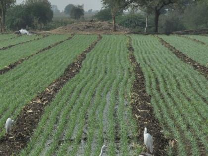 Due to drought conditions, only 40% of the saplings are completed in Nandurbar district | दुष्काळी स्थितीमुळे नंदुरबार जिल्ह्यात केवळ 40 टक्के पेरण्या झाल्या पूर्ण