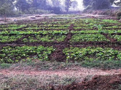 Rabi season is in trouble this time due to cloudy weather | ढगाळ वातावरणामुळे यंदा रब्बी हंगाम अडचणीत