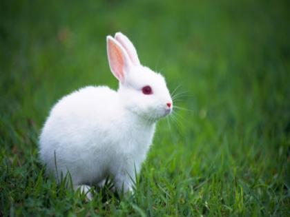 Two college youths arrested for rabbit hunting in Baramati taluka | बारामती तालुक्यात सशाची शिकार केल्याप्रकरणी दोन महाविद्यालयीन युवकांना अटक 