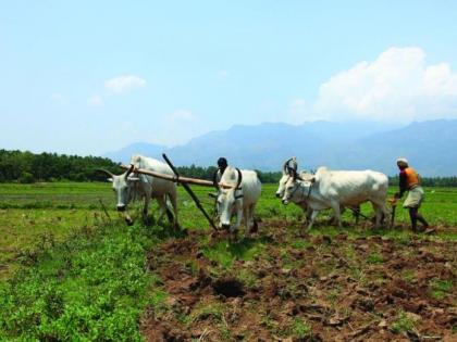 Rabi season is planned for 2.42 lakh hectares; Sow only on 2762 area | रब्बी हंगामाचे नियोजन अडीच लाख हेक्टर; पेरा मात्र २७६२ क्षेत्रावर