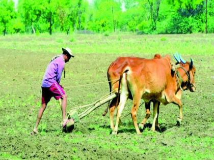 sowing 50 percent of the rabbi area In the state | राज्यात रब्बीची ५० टक्के क्षेत्रावर पेरणी 