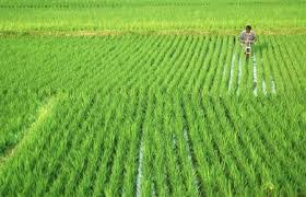 Rabi sowing planning on 1.5 lakh hectare | दीड लाख हेक्टवर रब्बी पेरणीचे नियोजन