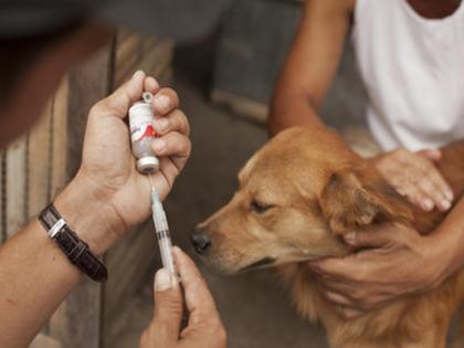 in mumbai municipal corporation only target is rabies free mumbai campaign for vaccination of stray dogs  | महापालिकेचे एकच लक्ष्य ‘रेबीजमुक्त मुंबई’; भटक्या श्वानांच्या लसीकरणासाठी मोहीम 