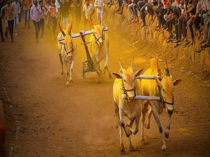 Unlicensed bullock cart race in Baramati Crimes filed against 25 persons | Bull Cart Race: बारामतीत विनापरवाना बैैलगाडा शर्यत; २५ जणांवर गुन्हा दाखल