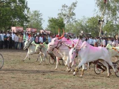 jatra in Maharashtra and bullock cart race in Karnataka | जत्रा महाराष्ट्रात, शर्यतींचा थरार घुमला कर्नाटकात; शौकिनांनी लढविली नामी शक्कल