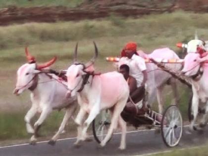 Old man killed by bullock cart while watching race in Shirtav Satara | Satara News: शर्यत पाहताना बैलगाड्याची धडक बसून वृद्ध ठार