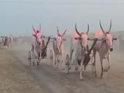 Double Maharashtra Kesari Chandrahar Patil Youth Foundation organizes 'Rustam-e-Hind' bullock cart races from 7th to 9th April in sangli | वा रे पठ्ठ्या! बैलगाडी शर्यतीसाठी महिंद्रा थार, ट्रॅक्टरची बक्षिसे; सांगलीत एप्रिलमध्ये रंगणार थरार 