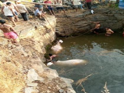 Death of a pair of bullocks falling into an unlined well while plowing the field, An unfortunate incident took place at Pimpalwadi in Kolhapur | शेतात मशागत करताना कठडा नसलेल्या विहिरीत पडून बैलजोडीचा मृत्यू, कोल्हापुरातील पिंपळवाडीत घडली दुर्दैवी घटना