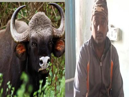 Farm laborer injured in Gaur attack in radhanagari kolhapur district | गव्याच्या हल्ल्यात राधानगरीत शेतमजूर गंभीर जखमी