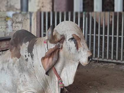PHOTOS : फॉर्च्युनरपेक्षाही जास्त 'भाव' अन् राजेशाही 'थाट', 'राघव' बैलाची बातच न्यारी