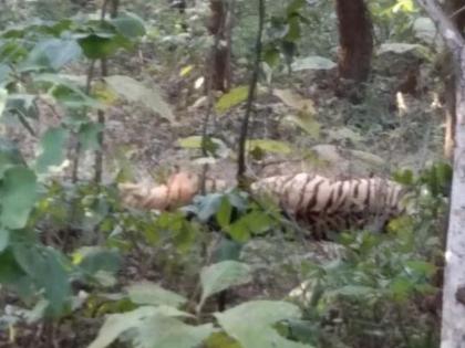 rahi tigress was found dead in bhandara | चार्जरपाठोपाठ राही वाघिणीचा मृतदेह आढळला 