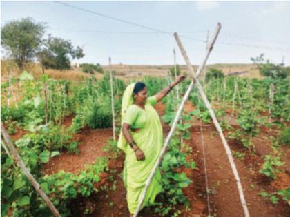 Bijmata stubbornly rebuilt the seed bed, Rahibai did not waver due to heavy rains. | बीजमातेने जिद्दीने पुन्हा उभारला बियाण्यांचा मळा, अतिवृष्टीने डगमगल्या नाहीत राहीबाई