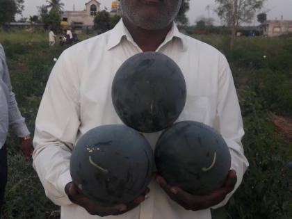 Organic watermelon on domestic basis | राहुरीत मल्चींगवर सेंद्रीय टरबूज