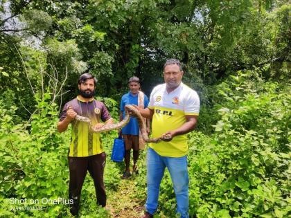 Raigad: Rescue of a seven-foot-long python caught in a net | Raigad: जाळ्यात अडकलेल्या सात फूट लांबीच्या अजगराची सुटका 