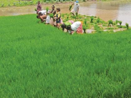 Employment of tribals through plantation work in the district | जिल्ह्यात लावणीच्या कामातून आदिवासींना रोजगार