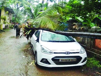 Citizen Stations of Hundreds of Coconut Plants | वादळी पावसाचा नांदगावला तडाखा, शेकडो नारळांची झाडे जमीनदोस्त, छप्पर व पत्रे उडून गेल्याने नागरिकांचे हाल