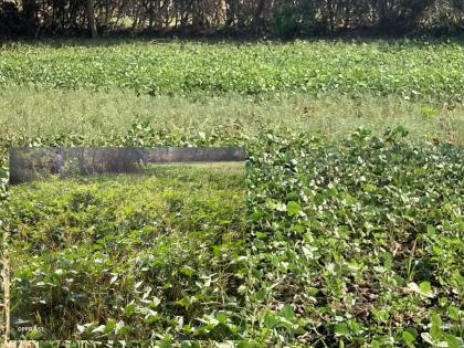 Rabi crops are blooming in Uran area, farmers are confident of good yield from pulses crop | उरण परिसरात रब्बी पिकांचा बहर, कडधान्ये पिकातून चांगलं उत्पादन मिळण्याचा शेतकऱ्यांना विश्वास